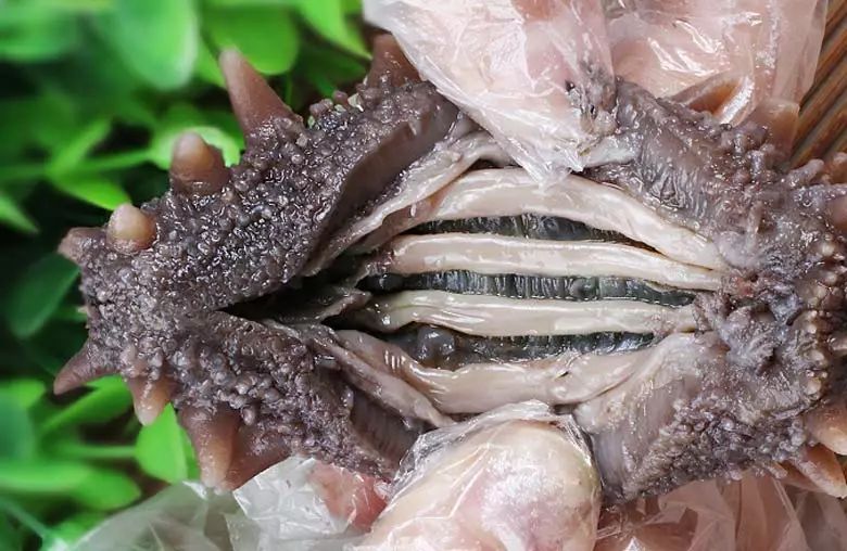 想要有滋补作用的海参要掌握三点,滋补身体用哪种海参比较好