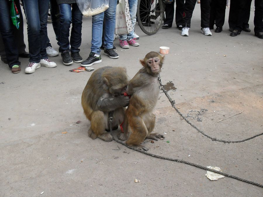 荣耀10和荣耀90哪个值得入手,荣耀v9和荣耀10哪个值得买