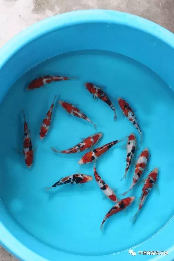 想要养条大鱼,想要养一条小鱼