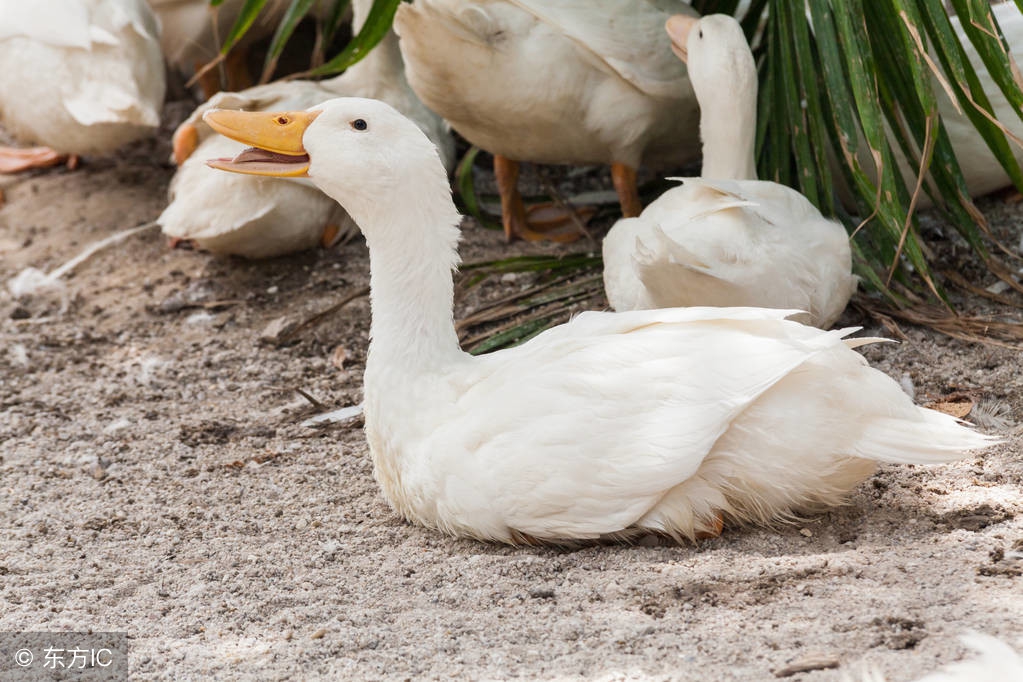 周公解梦大全查询免费,周公解梦官网