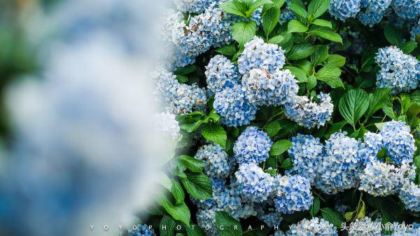 夏天济州岛旅游攻略,夏游济州岛