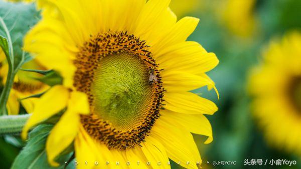 夏天济州岛旅游攻略,夏游济州岛