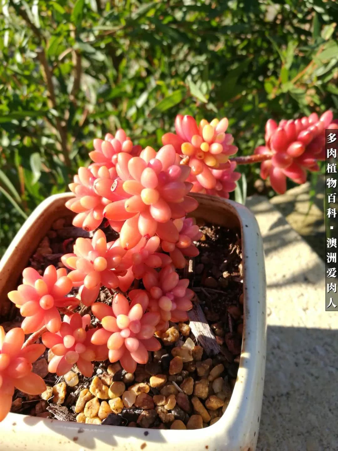 最耐晒的八款多肉,暖阳下的多肉美的不得了