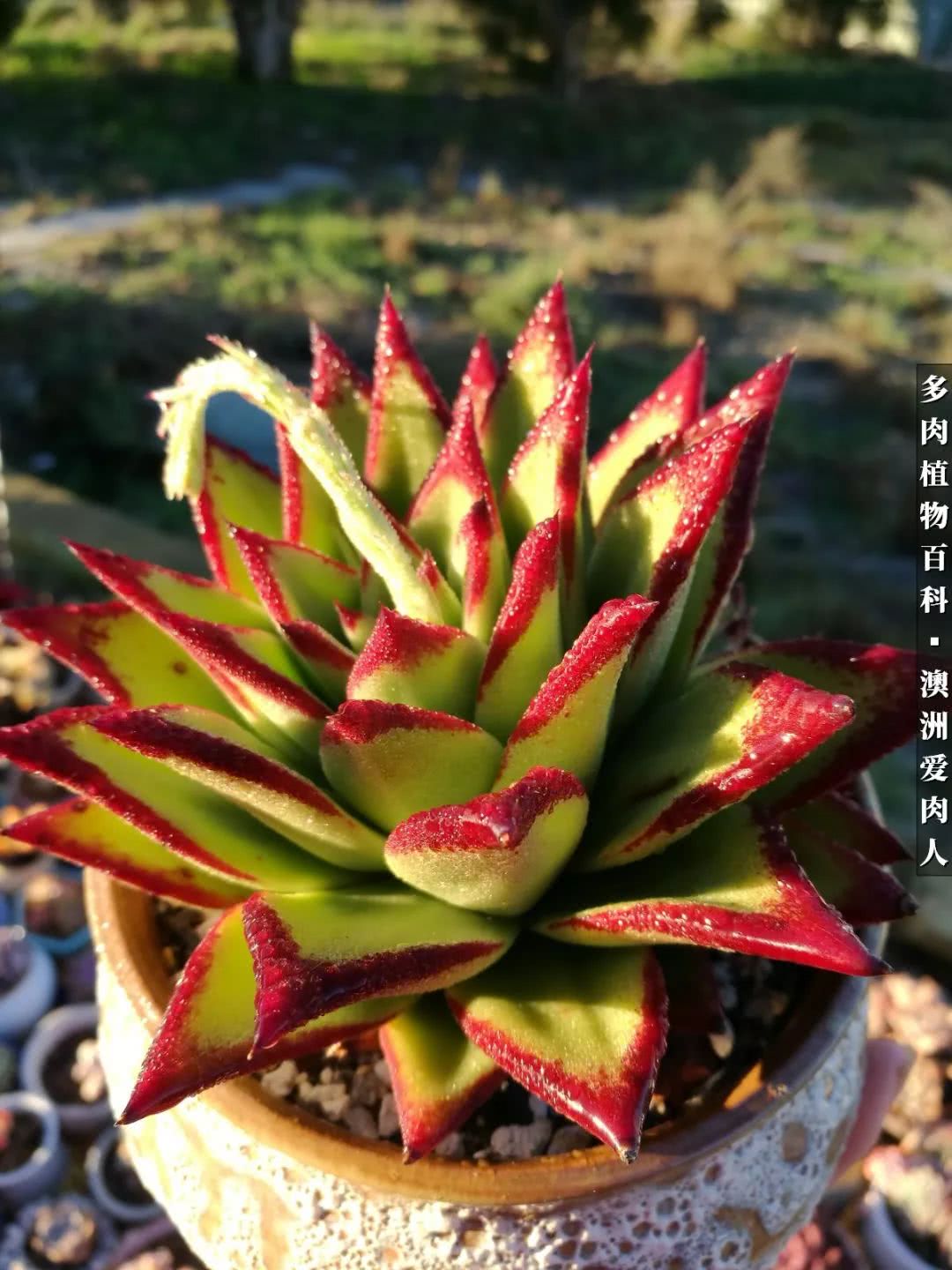 最耐晒的八款多肉,暖阳下的多肉美的不得了