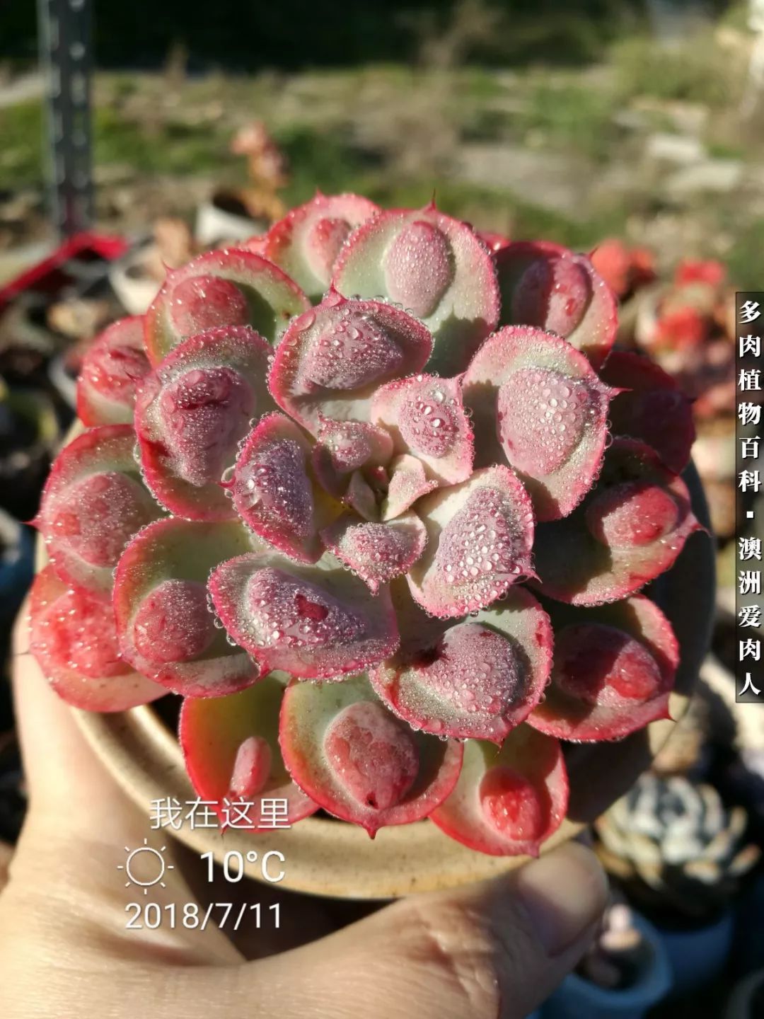 最耐晒的八款多肉,暖阳下的多肉美的不得了