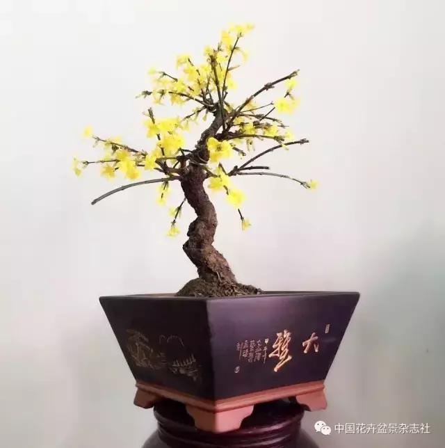 盆栽花换土后如何养护和浇水视频,云南迎春盆景养护