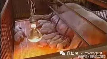 母猪什么时间攻胎,母猪攻胎期多少天开始