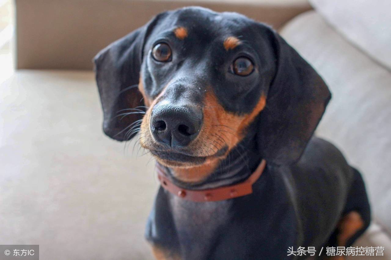 糖尿病足溃疡半年不痊愈,糖尿病引起的脚背溃烂容易治疗吗