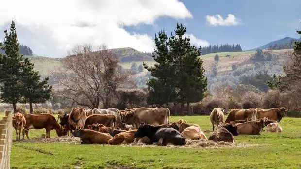 新西兰奶粉问题曝光,新西兰奶粉哪种品牌出问题