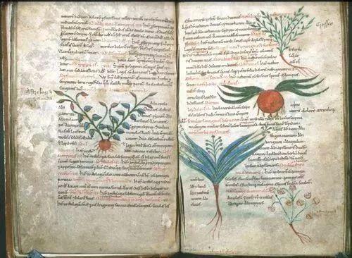 为什么外国人可以接受鱼腥草,外国人有多抗拒鱼腥草