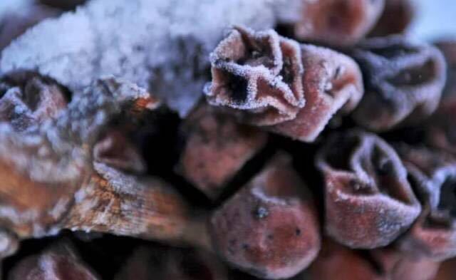 加拿大最好的冰酒产区,为啥加拿大的冰酒出名