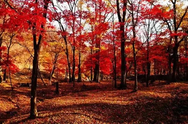 中国红大气豪迈热情洒脱,中国红霸气文案