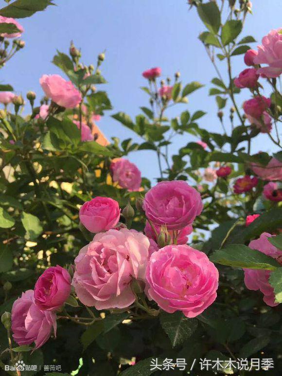 别再被骗了，木木教你如何区分月季、玫瑰、蔷薇