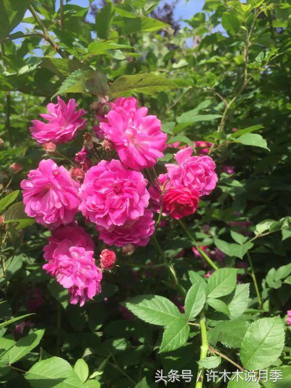 别再被骗了，木木教你如何区分月季、玫瑰、蔷薇