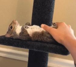 宠物松鼠到底有没有病,宠物松鼠兔的日常