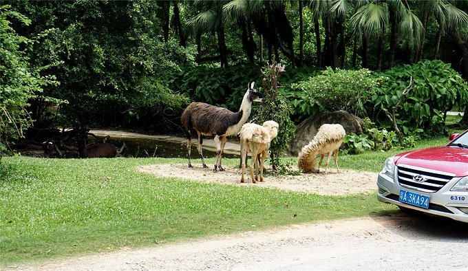 带小孩去长隆欢乐世界畅玩一天,暑假带娃去广州长隆野生动物世界