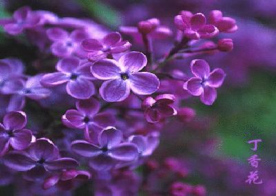 盘点各国的国花是什么,世界各国的国花你都认识吗