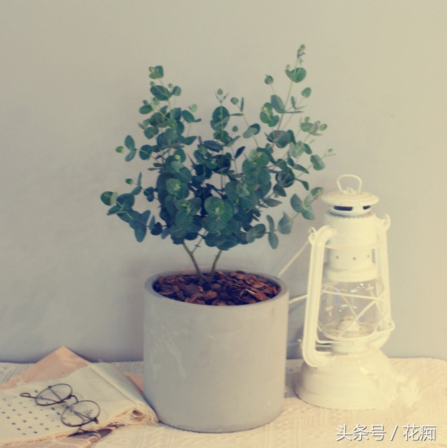 尤加利树绿植效果图,尤加利绿植的养法