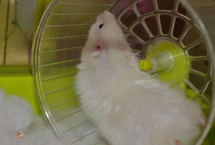 仓鼠跑轮怎么选尺寸,仓鼠滚轮尺寸