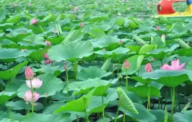 去沈阳哪里看荷花好玩一点,沈阳荷花旅游文化节时间