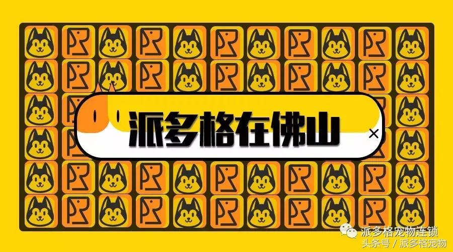 到底是什么让他开了一家派多格宠物店，还想再开一家？