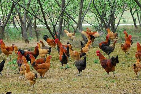 农村未来5大热门创业,五个新农村创业好项目