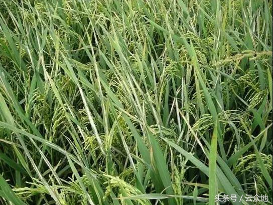 稻纵卷叶螟如何测蛾量,稻纵卷叶螟蛾子防治指标