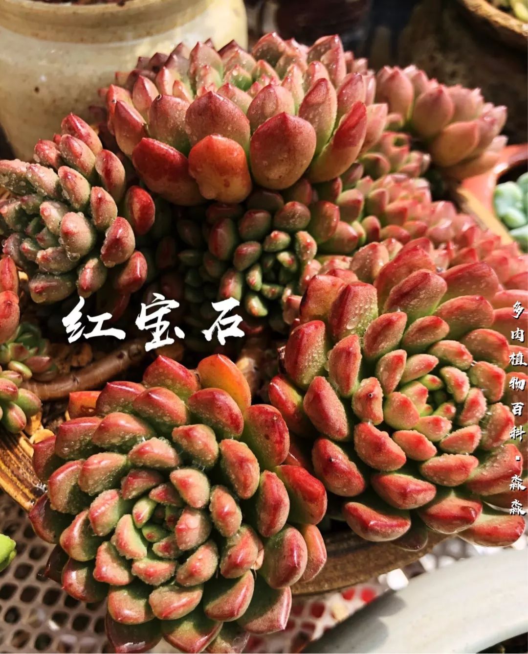 养多肉的佛系小生：愿做菩萨那朵莲！