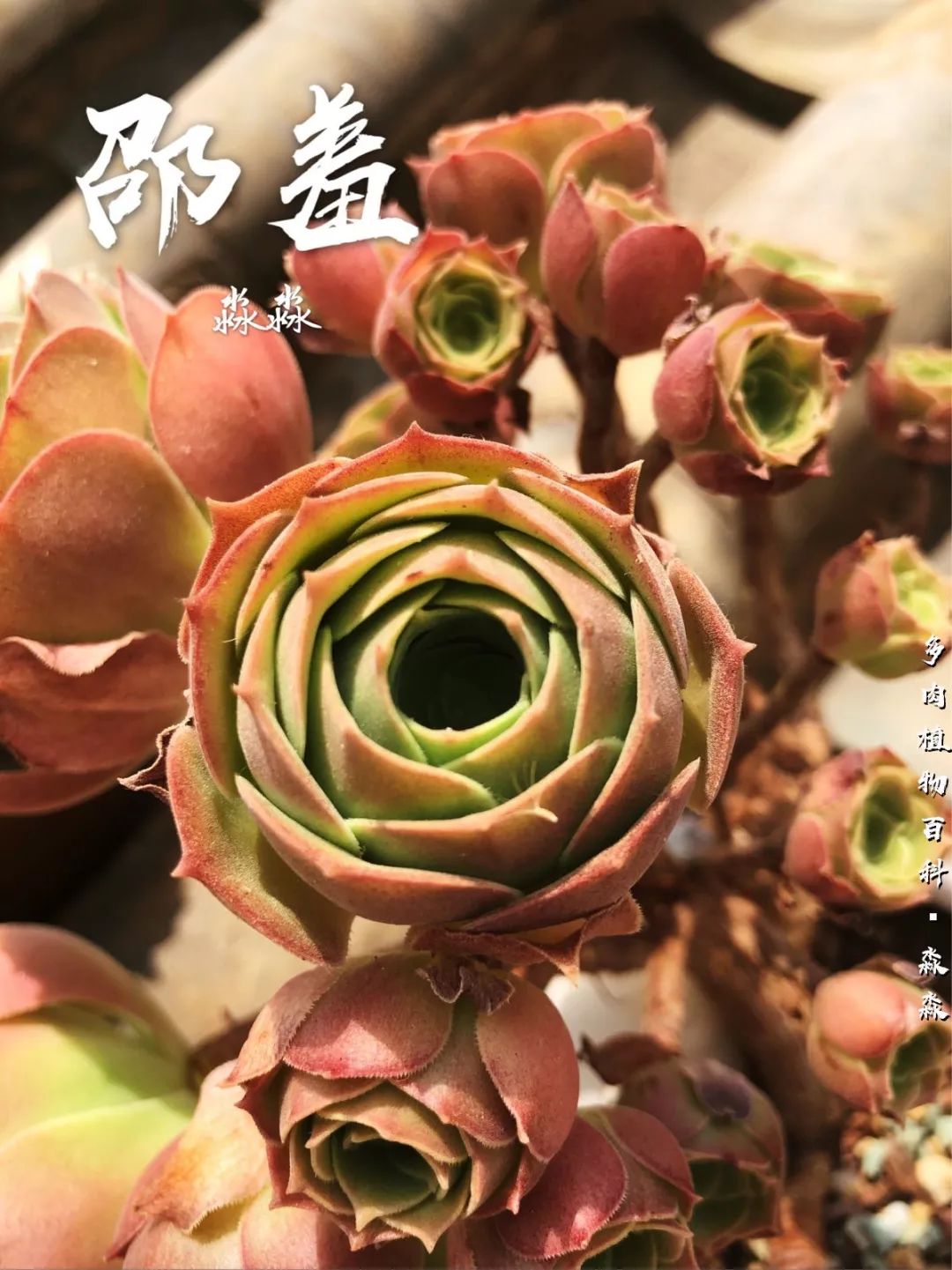 养多肉的佛系小生：愿做菩萨那朵莲！