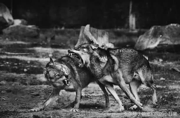 地球有史以来最大的食肉动物,地球历史上最强食肉动物