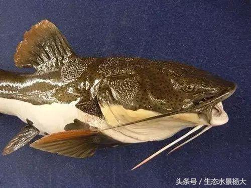 真鱼做法教程,如何自制仿真鱼模型教程