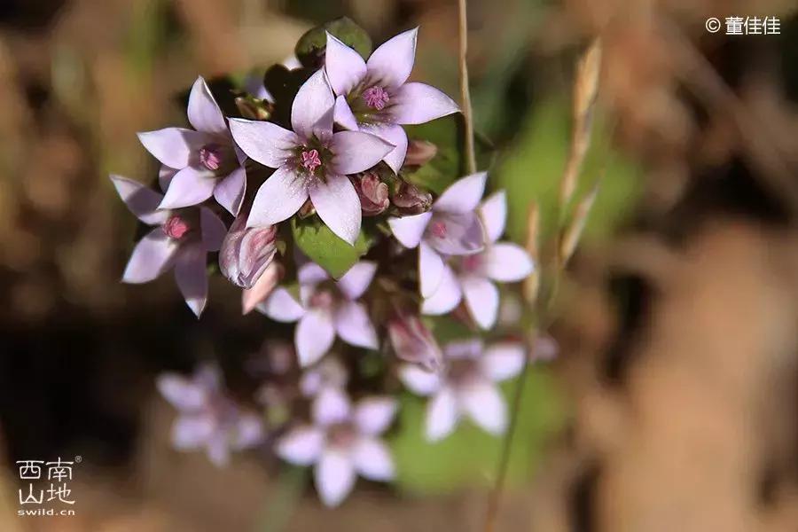 那些名字带有“假”字、“拟”字的生物
