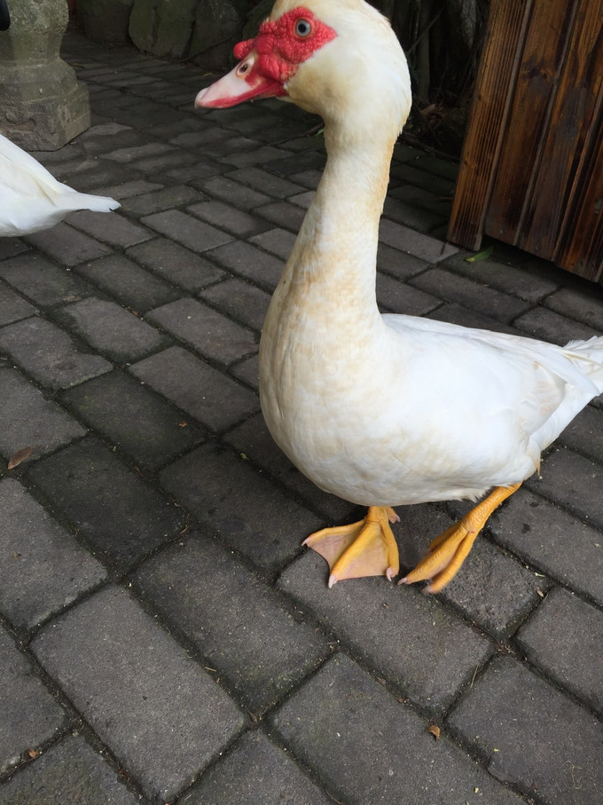 海口到三亚旅行攻略,三亚凤凰岛旅行攻略