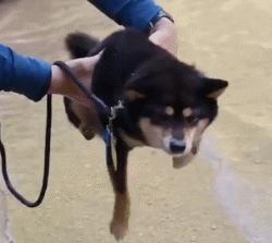 狗狗有七十二般变化，养一只就像开了一家动物园