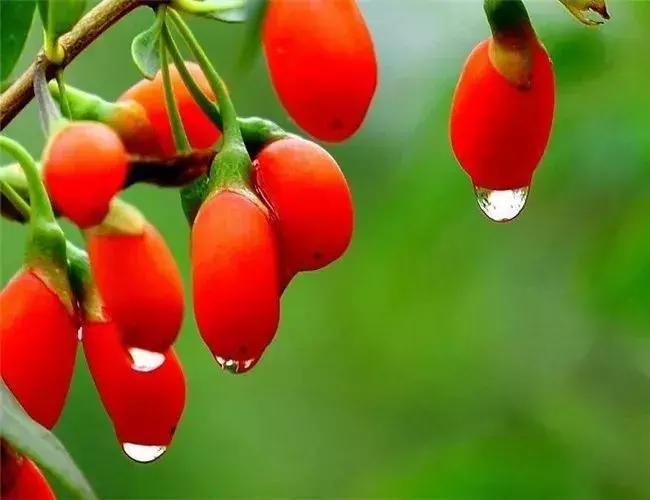 青海湖八月花海,七八月的青海湖油菜花