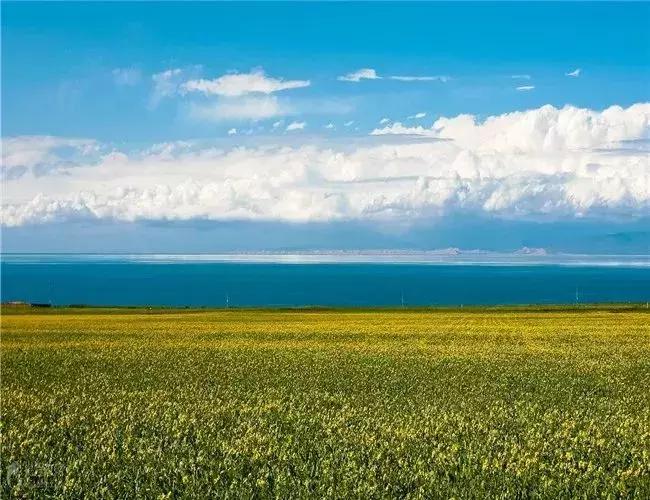 青海湖八月花海,七八月的青海湖油菜花