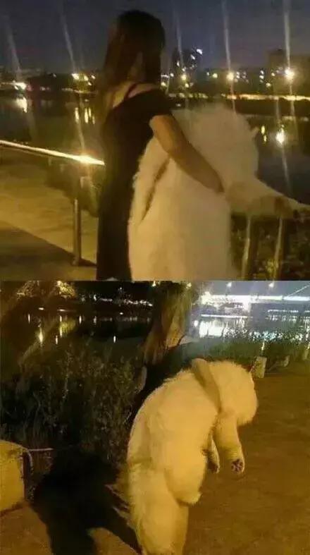 对付不牵绳的狗最好的办法,对付一条狗还用得着拔剑吗