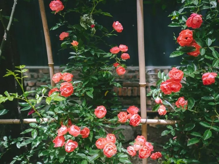 成都冷知识100例,成都冷知识20条