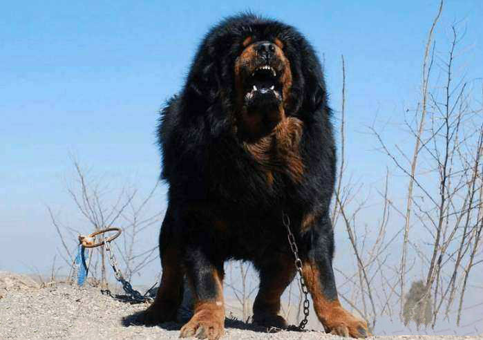 原生犬种中华田园犬,西方犬种真的比中华田园犬好吗