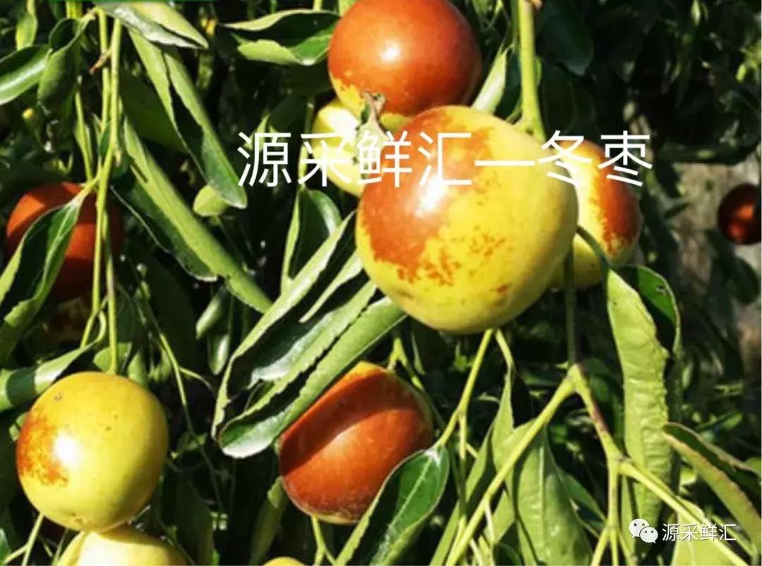 大荔冬枣知识大全,大荔冬枣功效作用