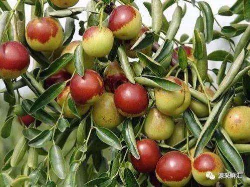 大荔冬枣知识大全,大荔冬枣功效作用