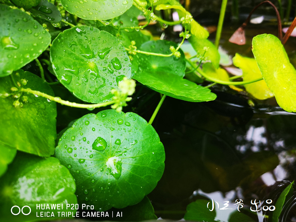 华为p20和nova5pro哪个值得入手,华为p20和p20pro拍照对比