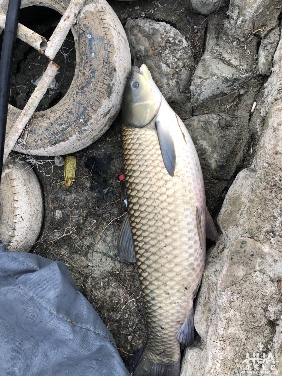 人打窝了,手机也掉水里了,终于把这大家伙弄上来了!