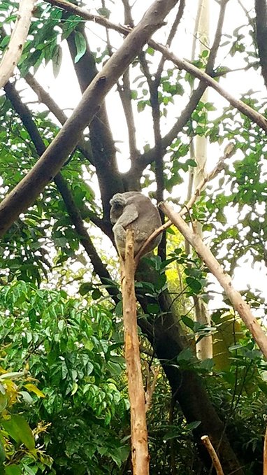 长隆广州野生动物园带娃游玩攻略,一大一小亲子游长隆野生动物园