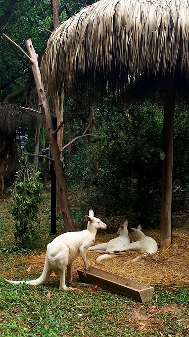 长隆广州野生动物园带娃游玩攻略,一大一小亲子游长隆野生动物园
