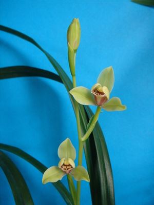 这些美丽的兰花你见过几种,四种兰花哪个珍贵些好看