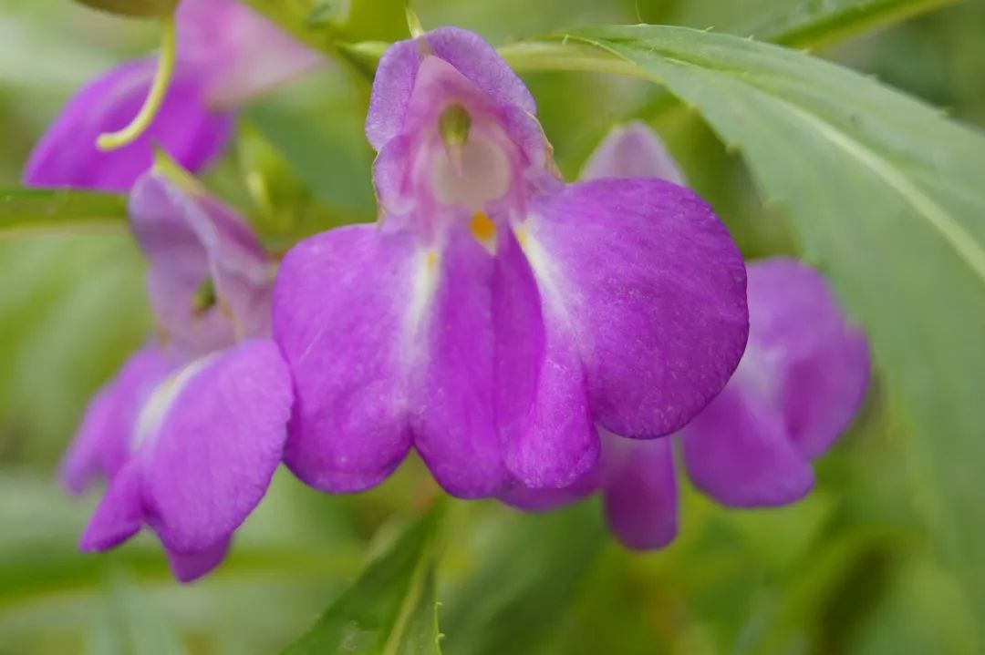 凤仙花室内养殖方法,凤仙花盆栽养殖方法视频