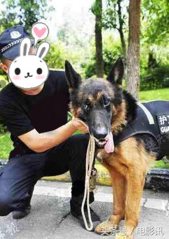 德牧犬报恩保安,小哥救下德牧犬后续