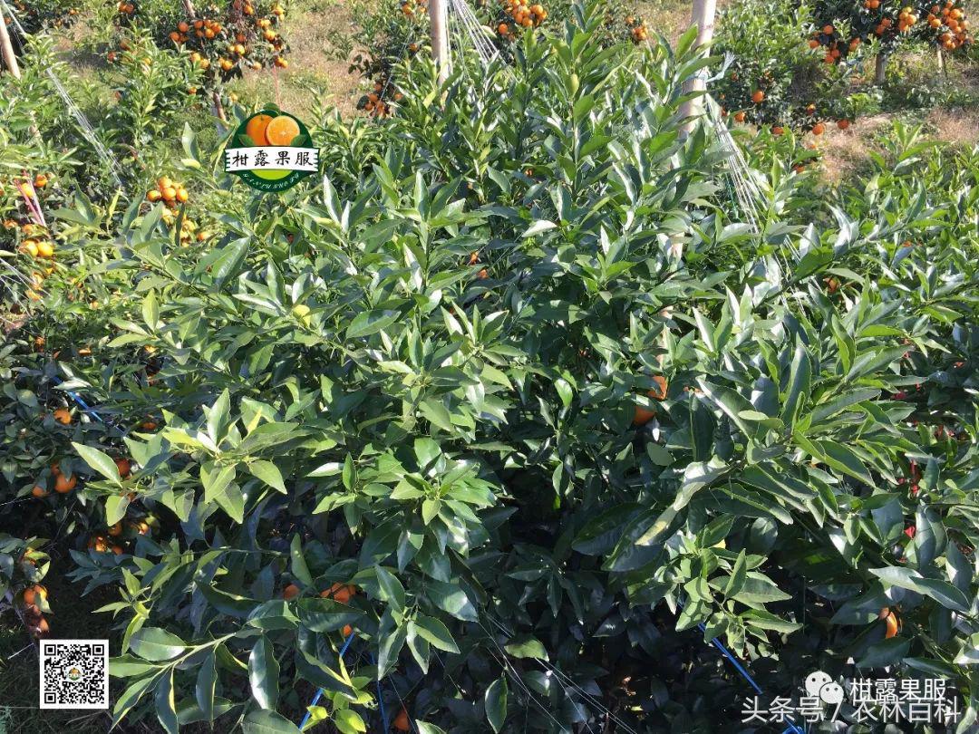 沃柑真假,真假沃柑