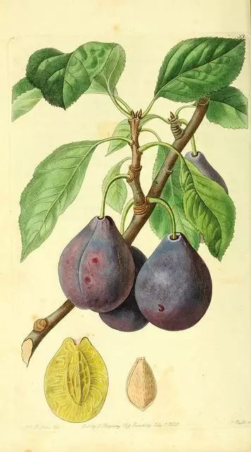 如何领略葡萄酒的魅力,如何品尝葡萄酒的果香